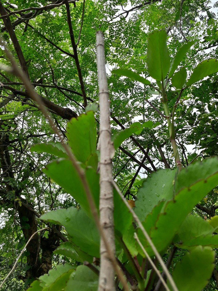 STEM
