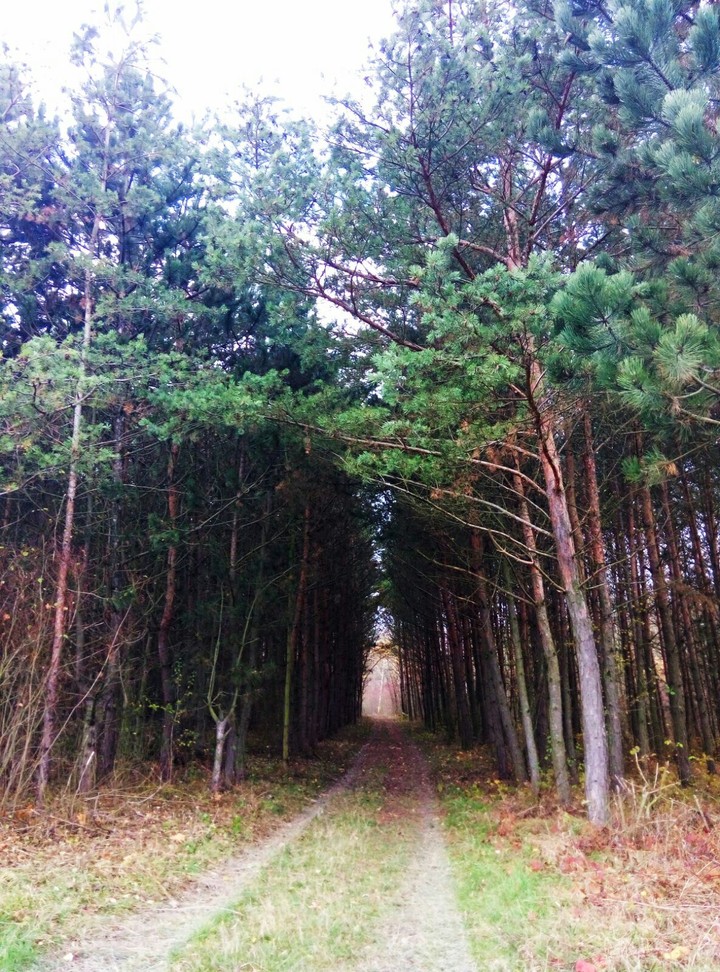 Trees way.  