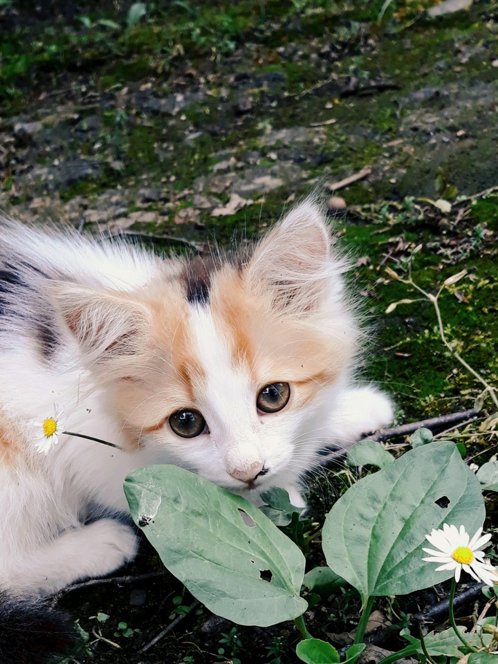sweety