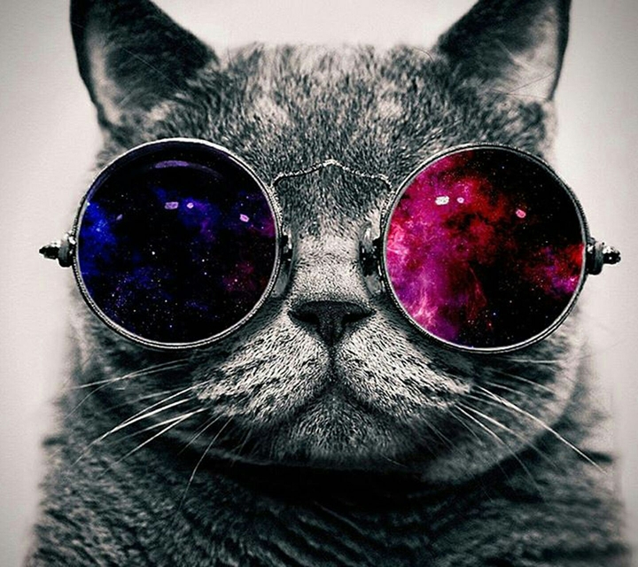 Epic cat