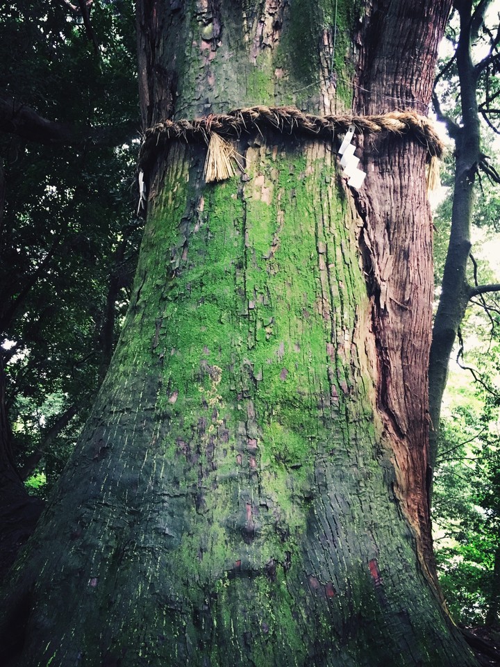 tree