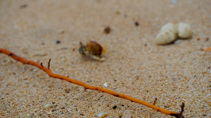 The wonder of the beach