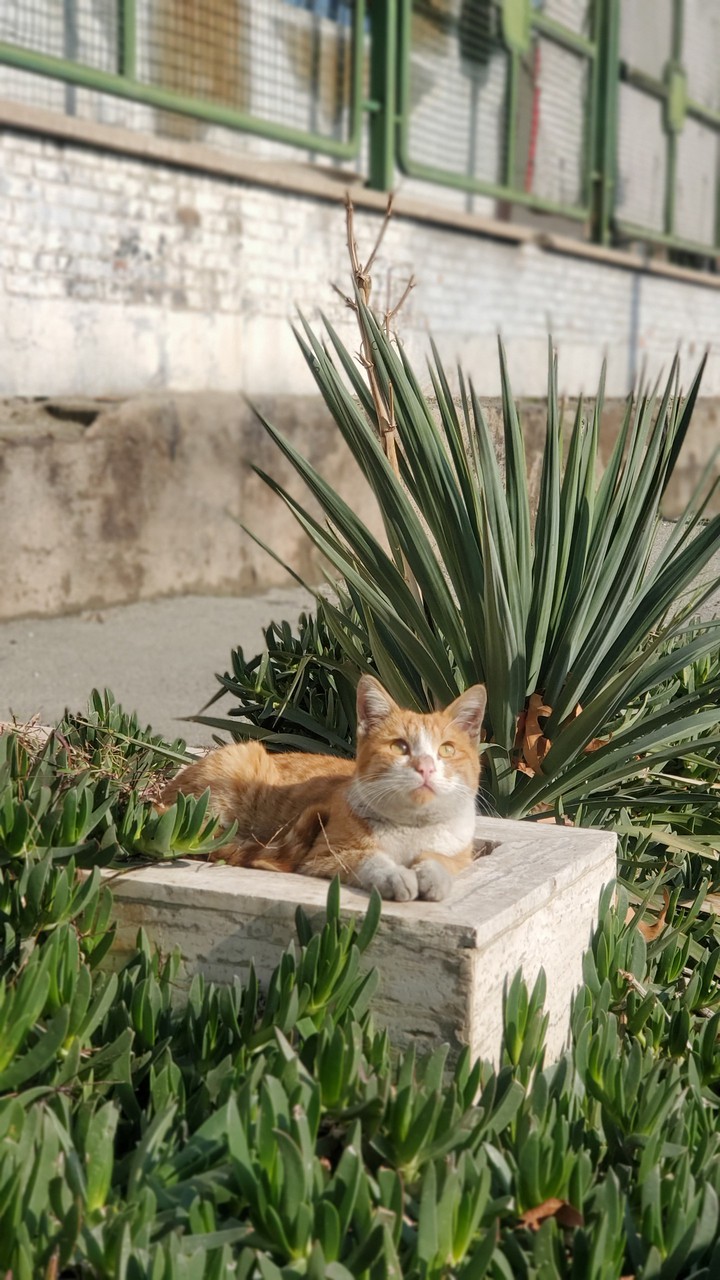 cat