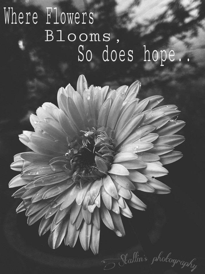 flower