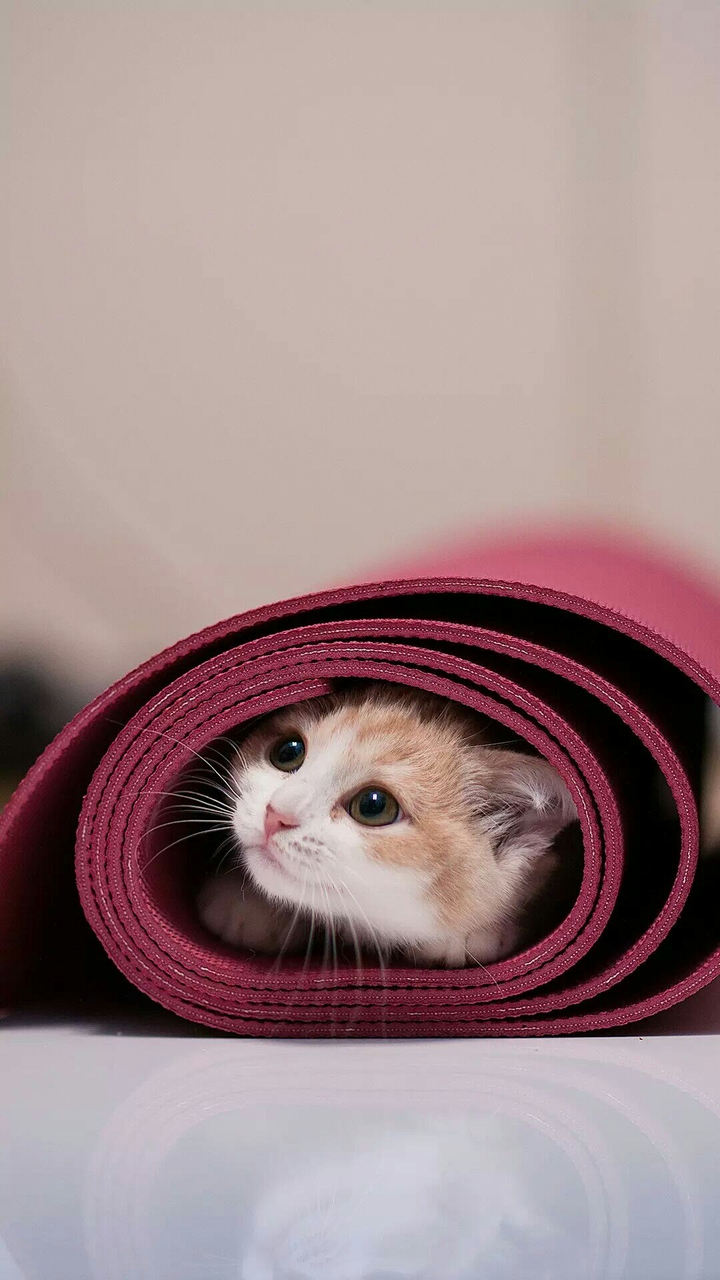 Little kitten