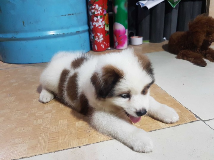 my dog