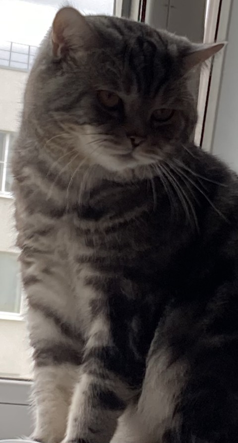 tapety fur, window