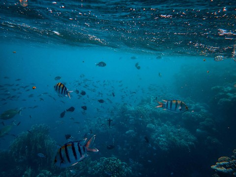 sea, 海洋桌布