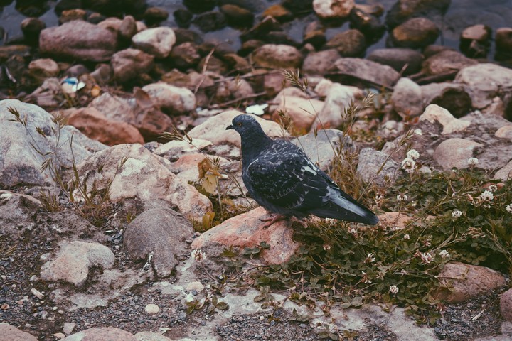 pigeon