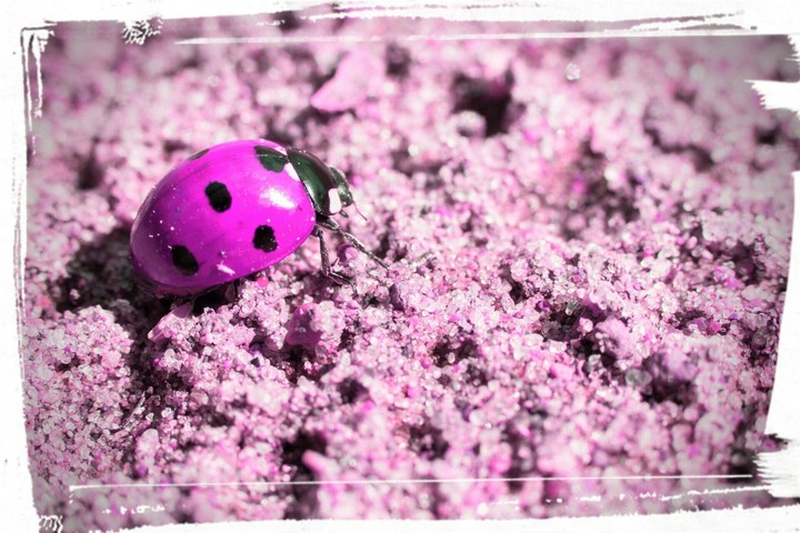 ladybug