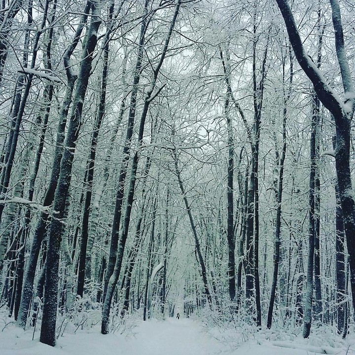 forest