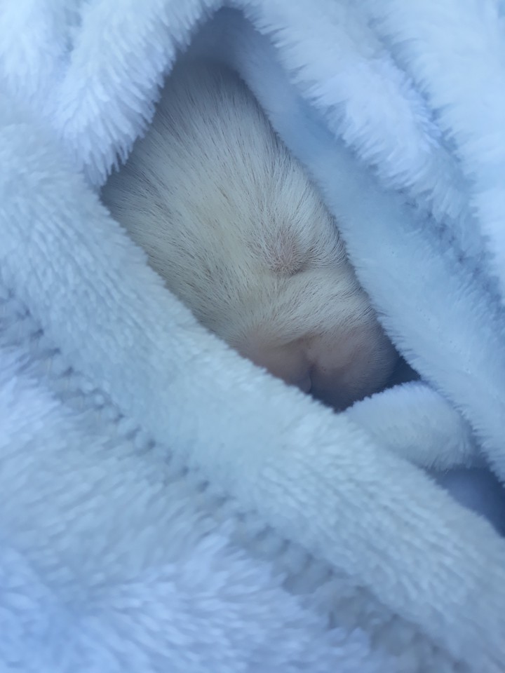 dog