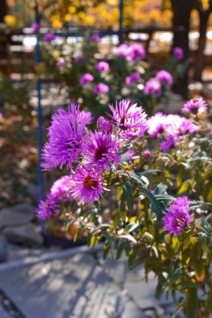 flowers