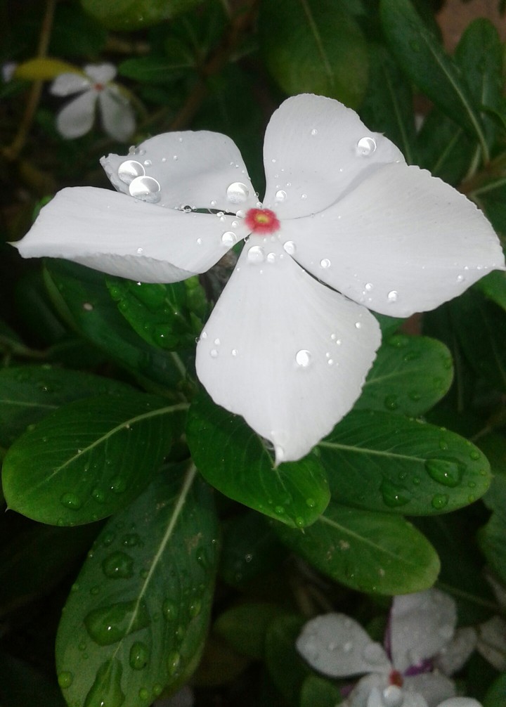 cute flower