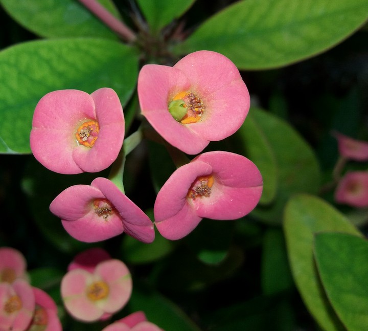 flower