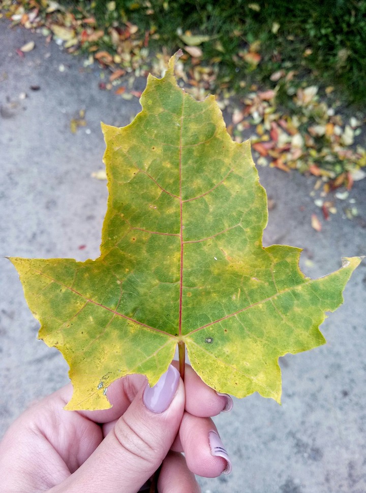 Leaf