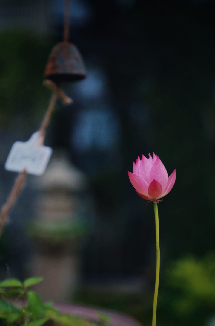 Lotus