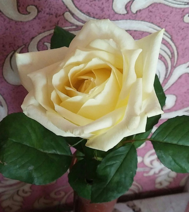 Роза