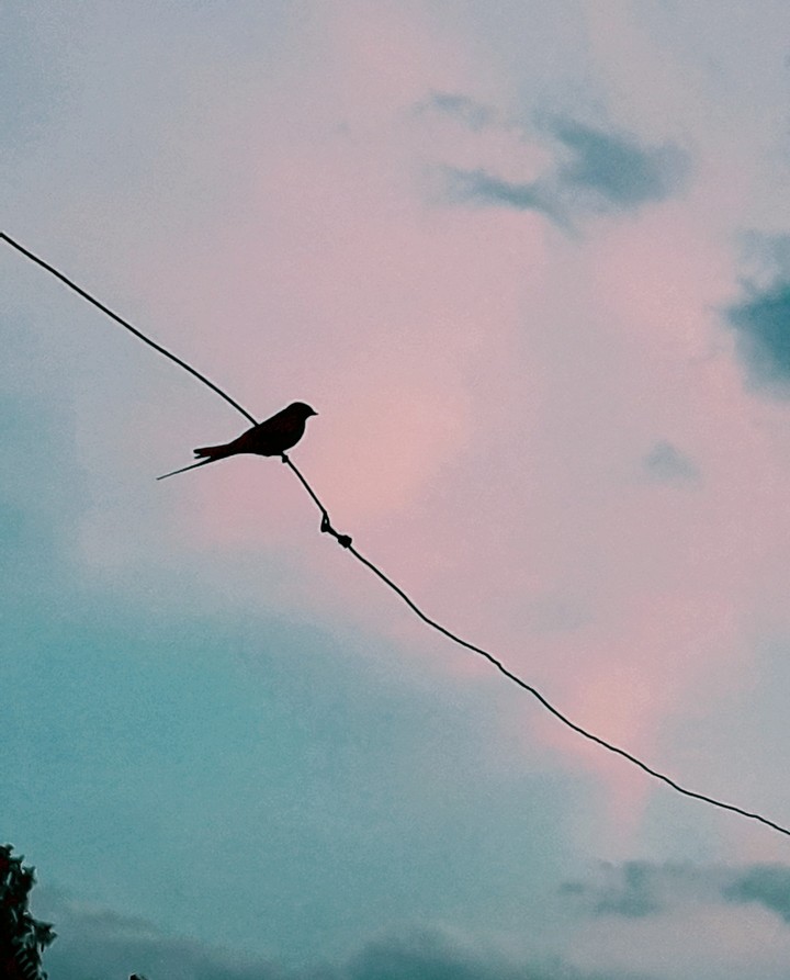 Bird