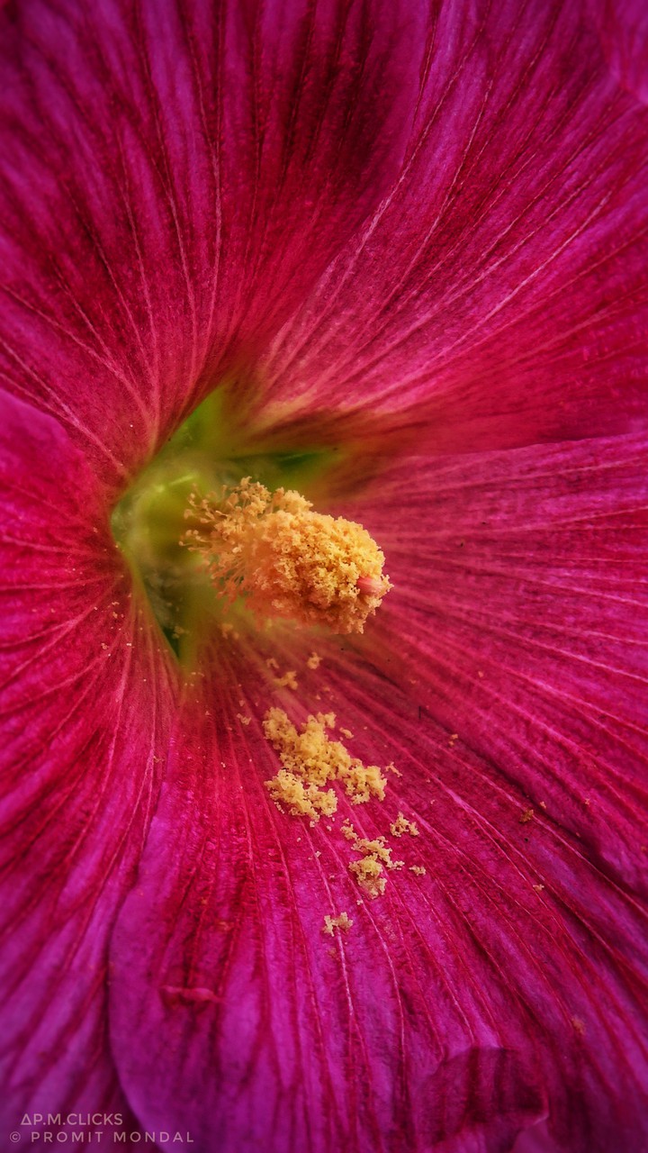 Flower_Closeup