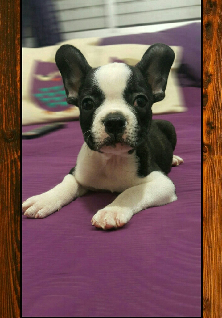Frenchie ♡