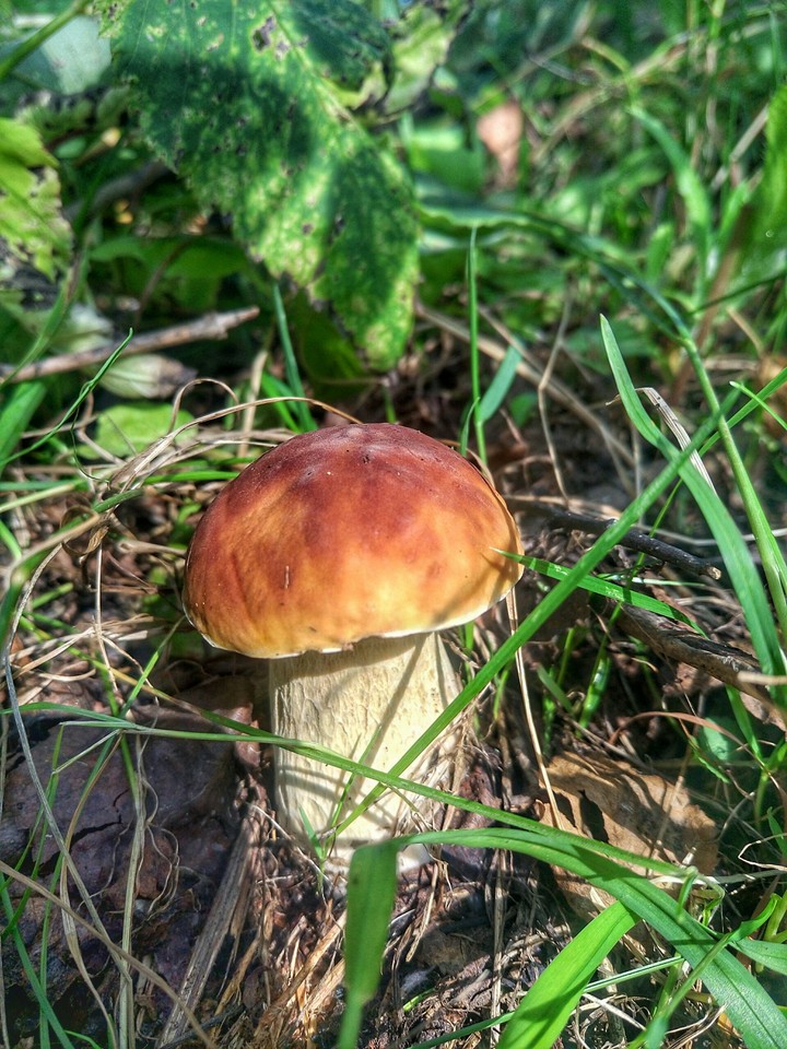 Mushroom in forest