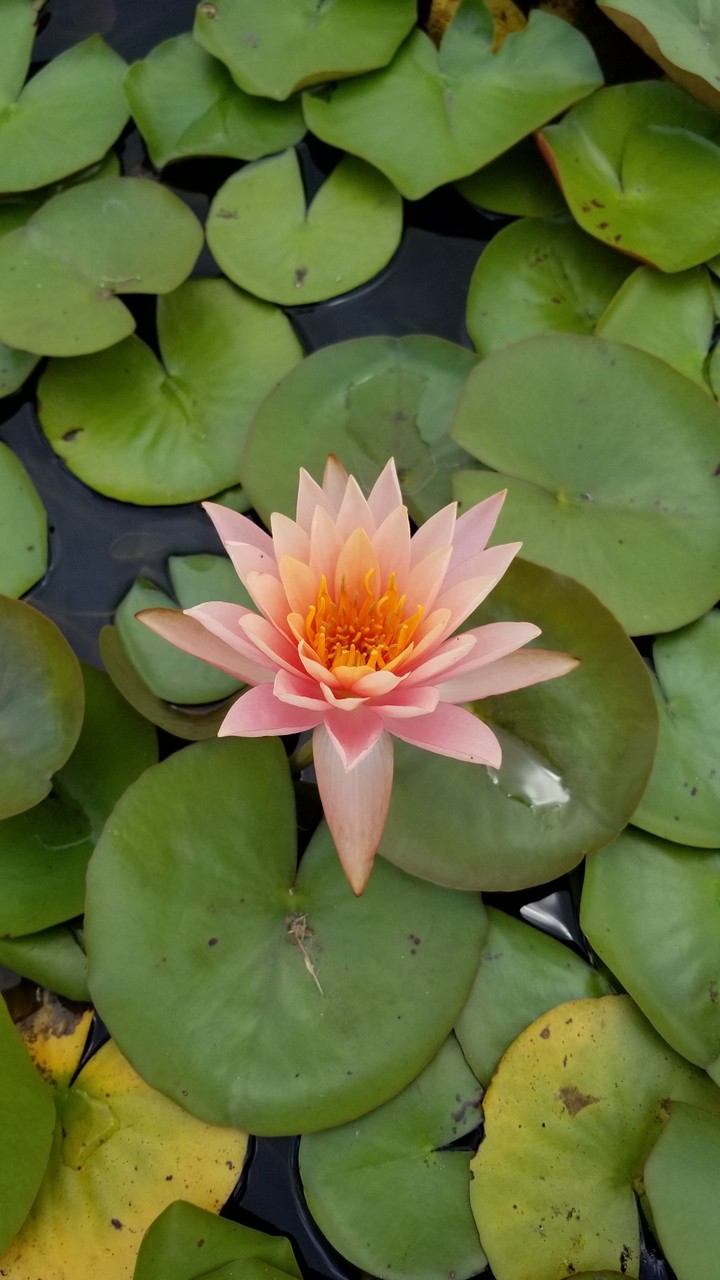 Lotus