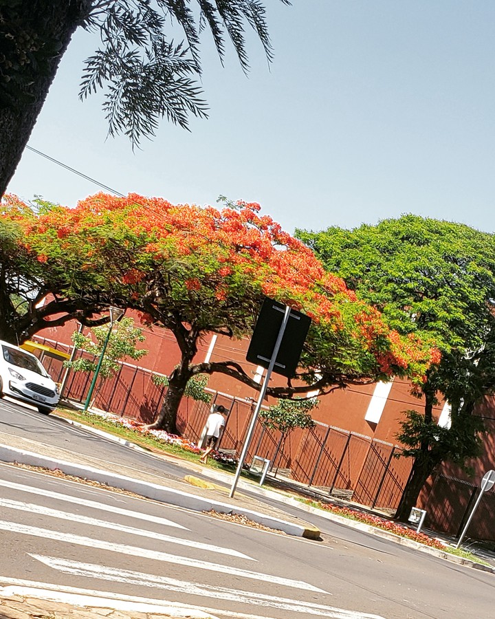 tree