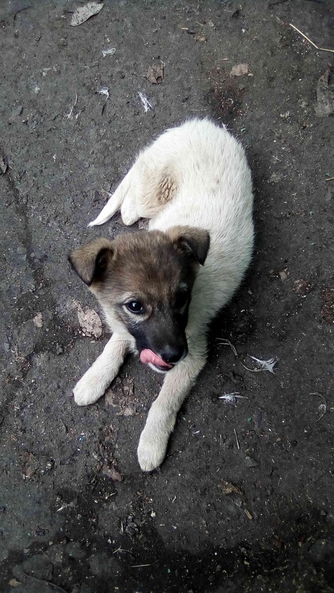 fondos de pantalla canidae, Fawn
