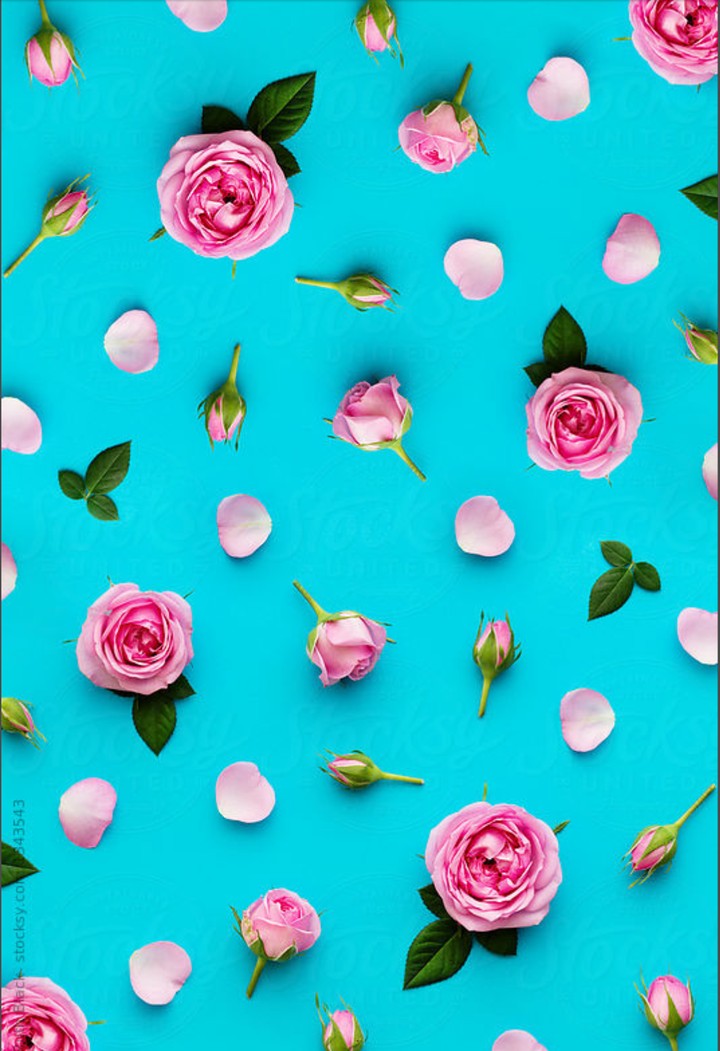 Roses blossom