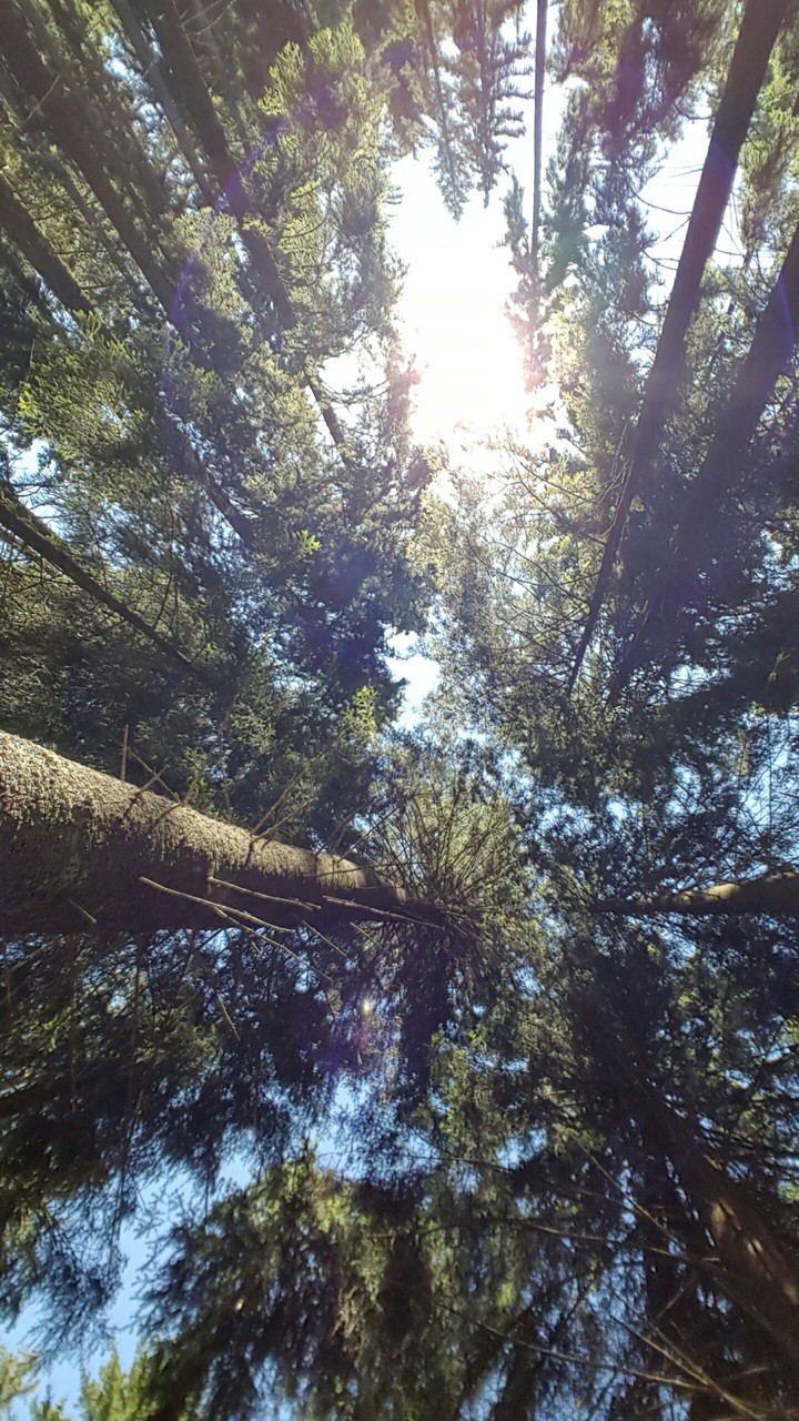 trees