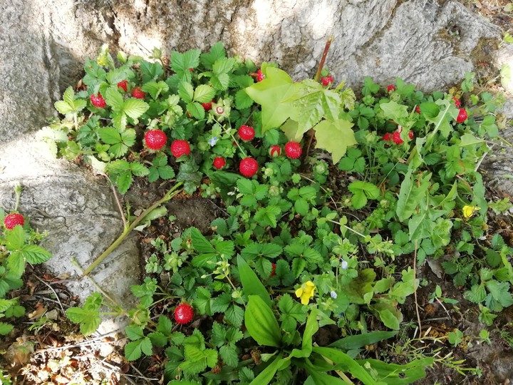 fragole selvatiche