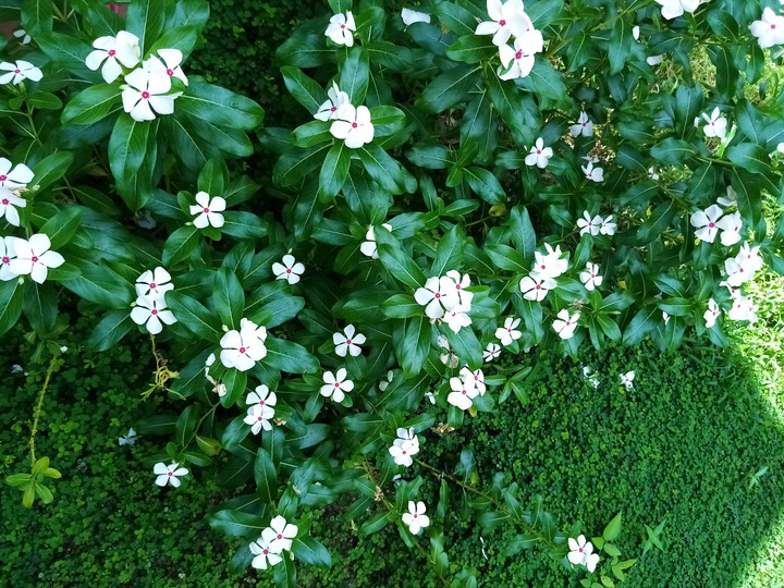 beautiful flowers
