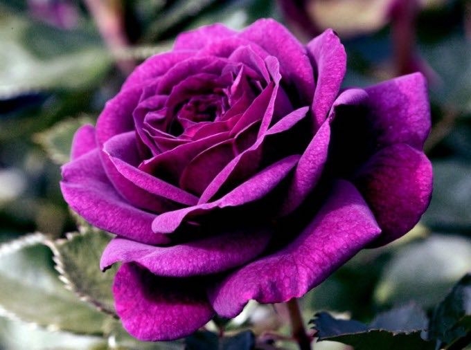 rose