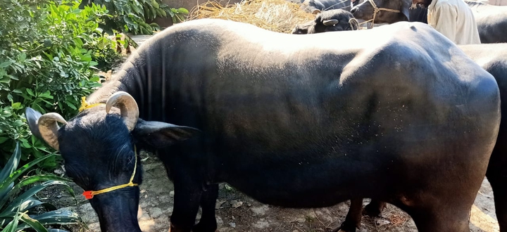 haryana murra