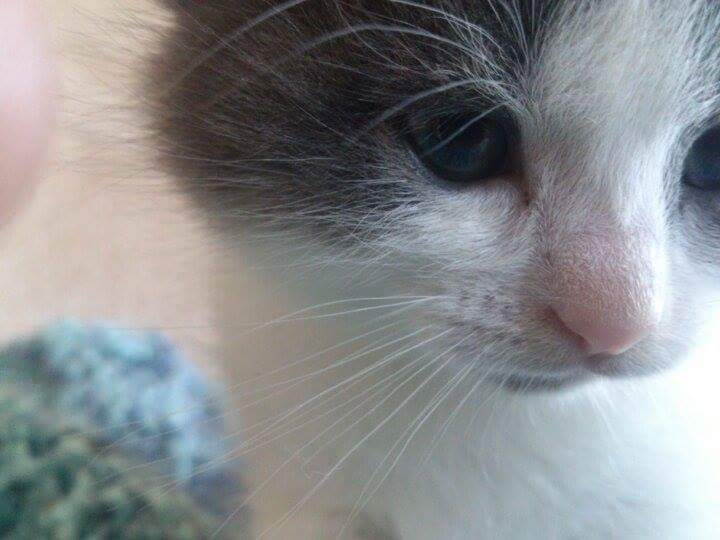 Hi