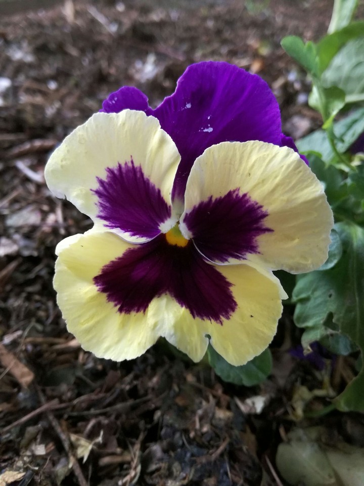 Pansy