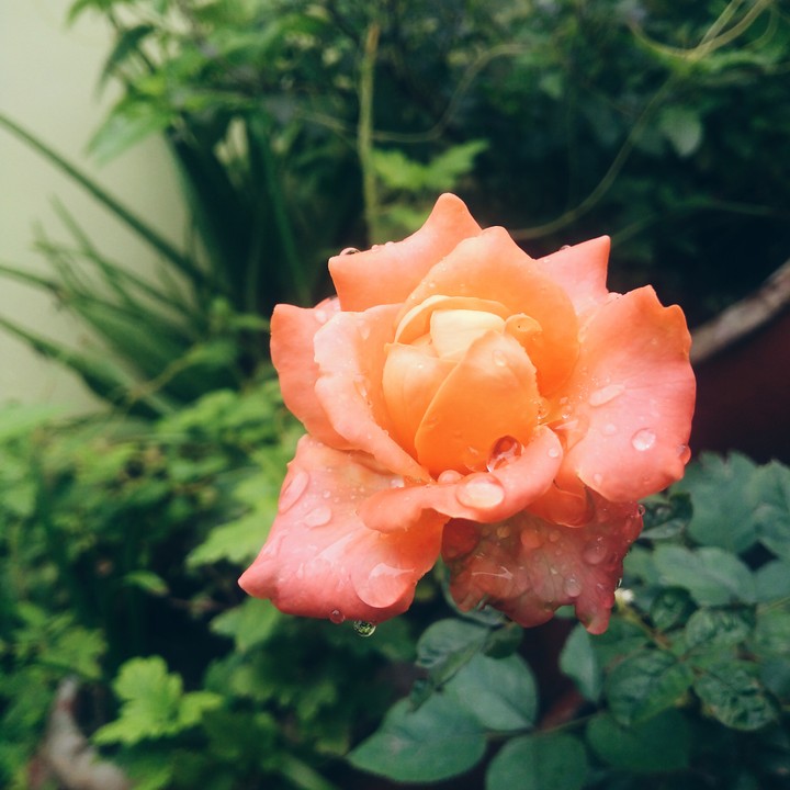 rose