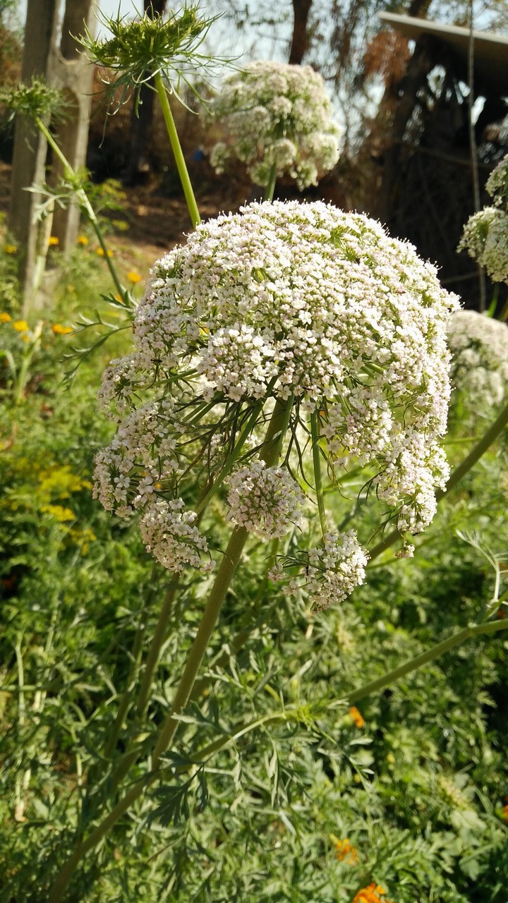 Anise