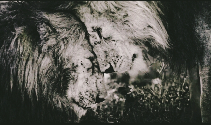 animal