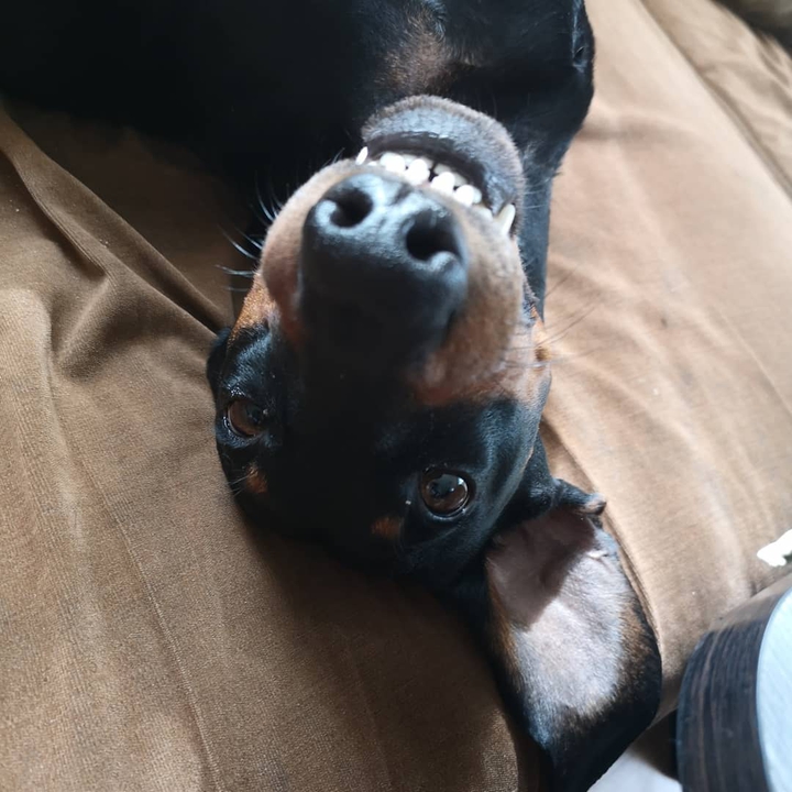 dog