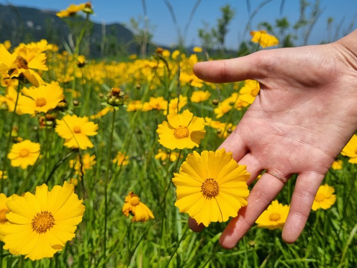 양산 황산공원 금계국꽃~