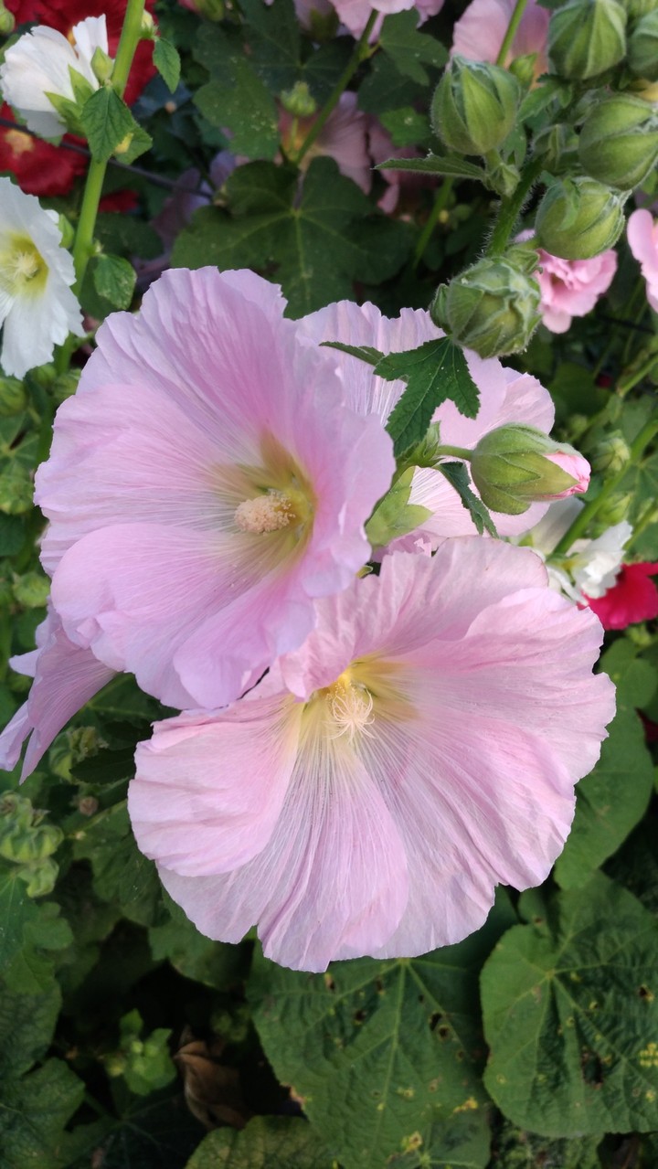 花