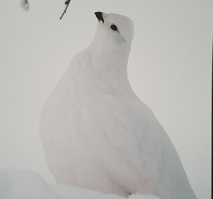 schneehuhn