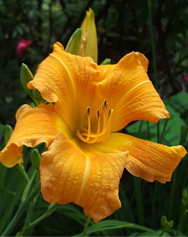 ❤️yellow ❤️