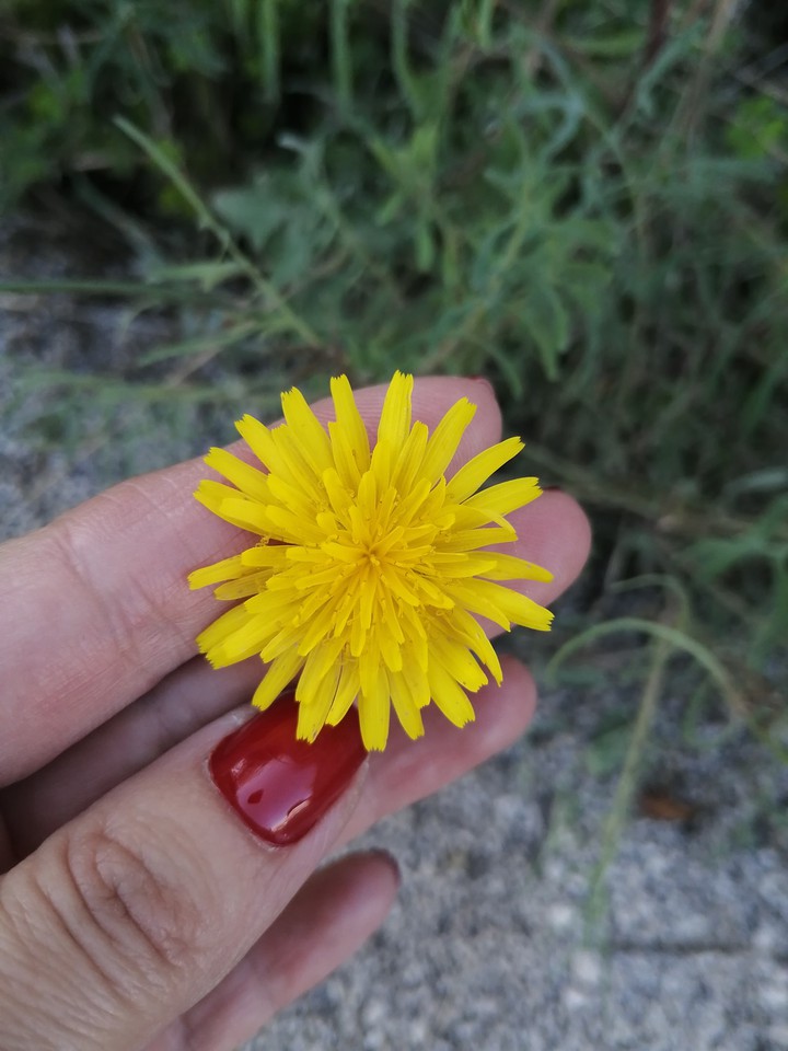 Yellow Blossom