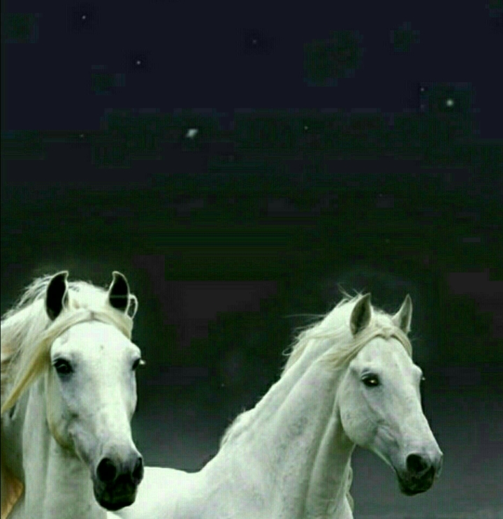 Horses in white.