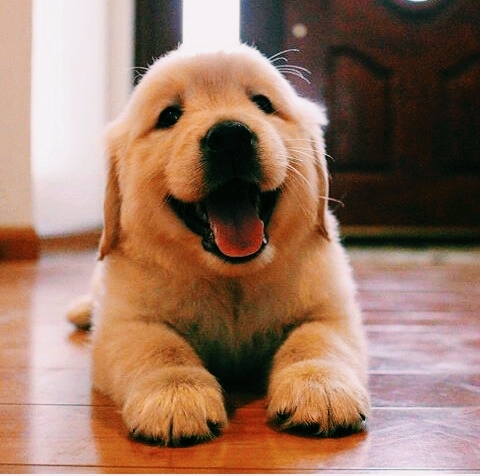 pupy