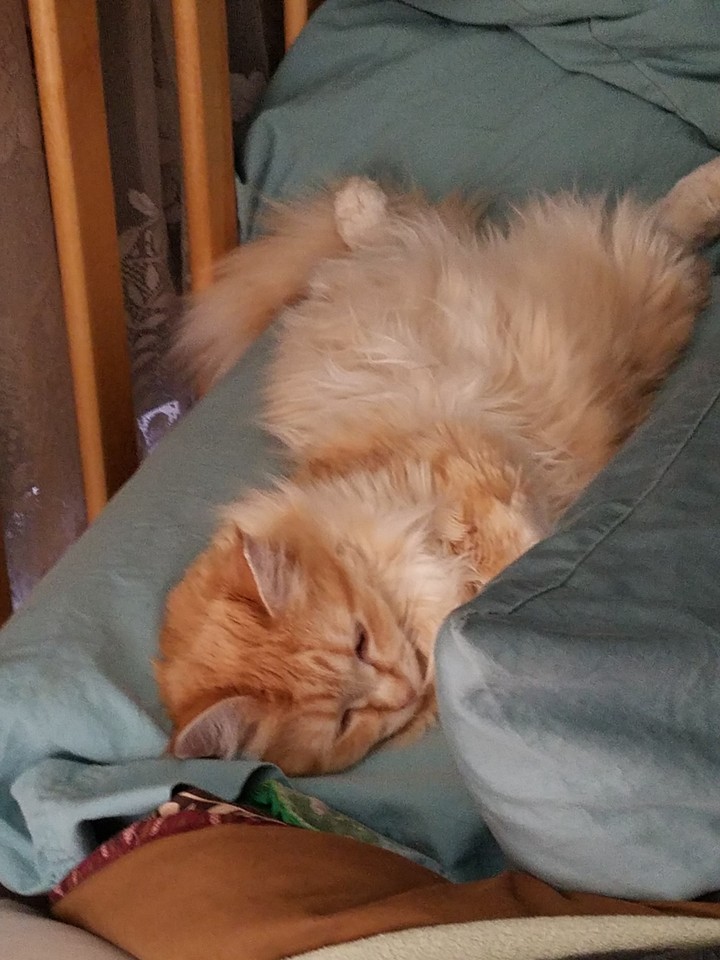 Bobby..my rescuecat