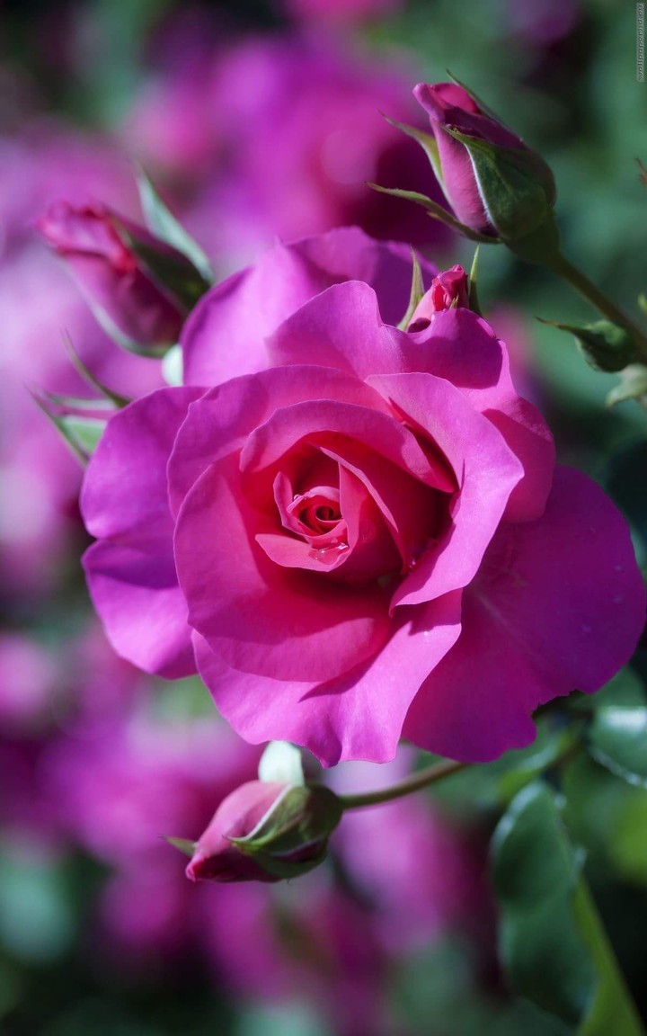 گوڵەباغ....rose...roze